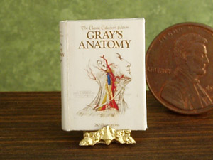 anatomy