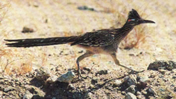 Roadrunner